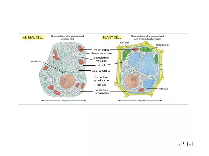 p1 1 cell diagram