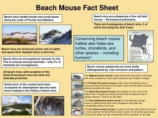 Beach Mouse Fact Sheet