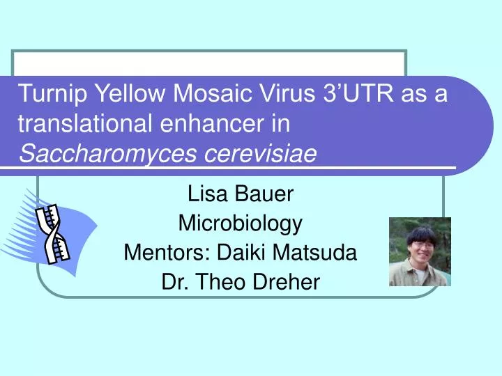 turnip yellow mosaic virus 3 utr as a translational enhancer in saccharomyces cerevisiae
