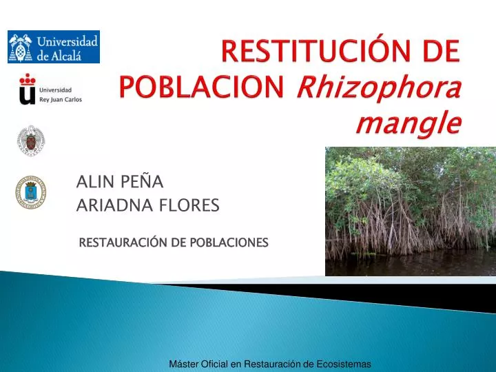 restituci n de poblacion rhizophora mangle