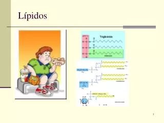 l pidos