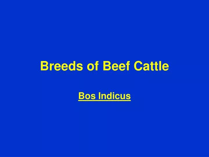 breeds of beef cattle