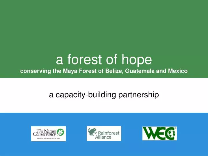 a forest of hope conserving the maya forest of belize guatemala and mexico