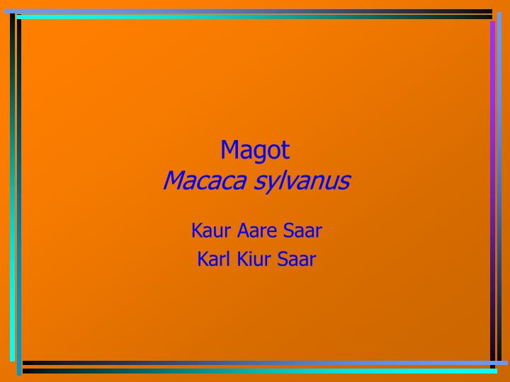 magot macaca sylvanus