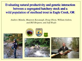 Evaluating natural productivity and genetic interaction between a segregated hatchery stock and a wild population of s