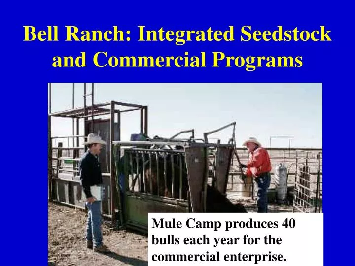 bell ranch integrated seedstock and commercial programs