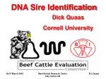 DNA Sire Identification - slide 1