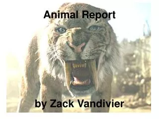 Animal Report by Zack Vandivier