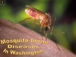 Mosquito-borne