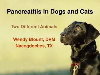 Pancreatitis in Dogs and Cats