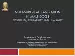 Non-surgical castration in male dogs Possibility, availability and humanity