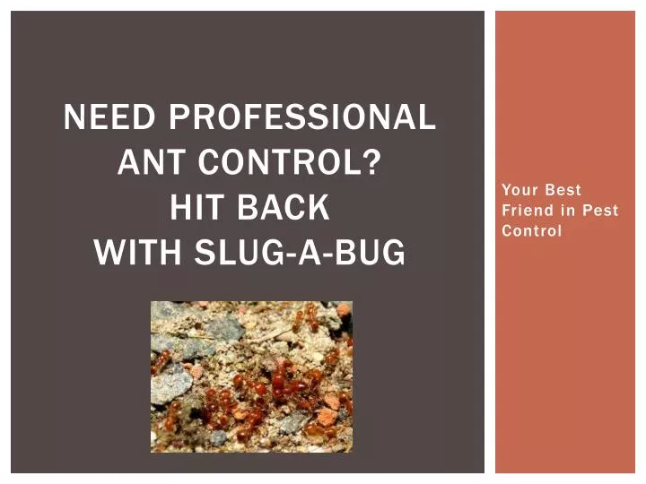 need professional ant control hit back with slug a bug