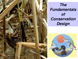 The Fundamentals of Conservation Design