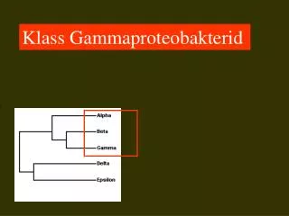 Klass Gammaproteobakterid