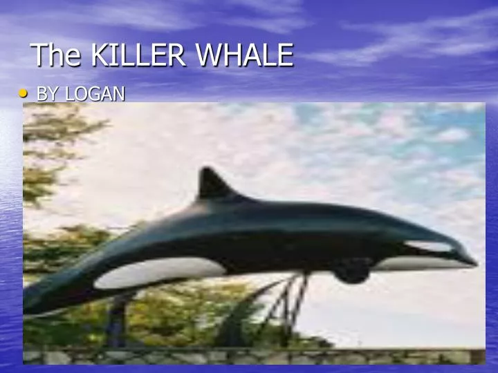 the killer whale