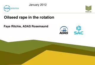 Oilseed rape in the rotation