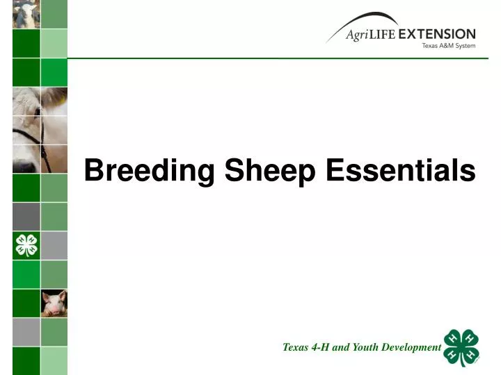 breeding sheep essentials