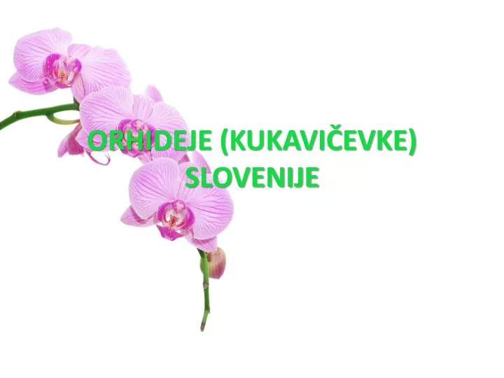 orhideje kukavi evke slovenije