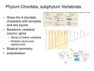 Phylum Chordata, subphylum Vertebrata