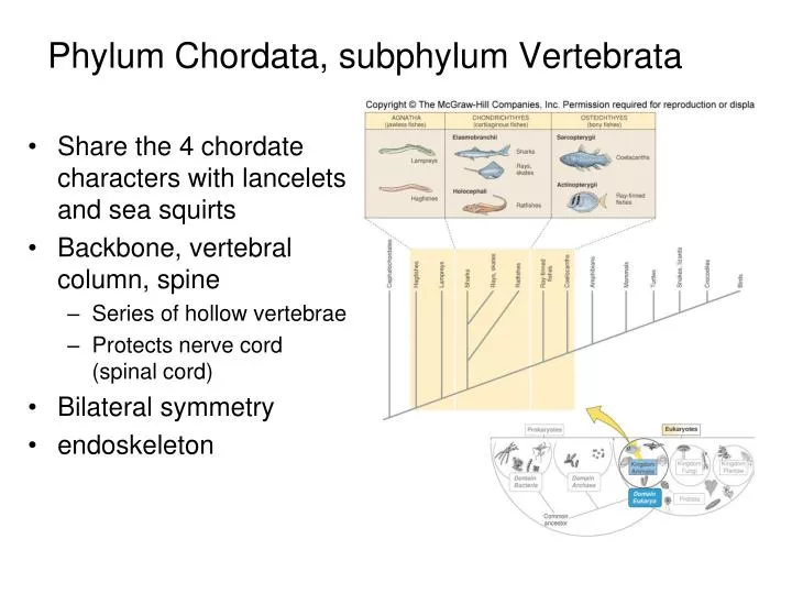 phylum chordata subphylum vertebrata