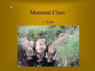 Mammal Class