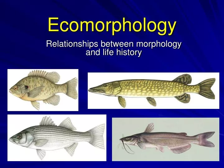 ecomorphology