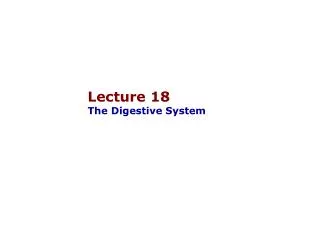 Lecture 18 The Digestive System