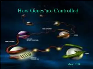 How Genes are Controlled