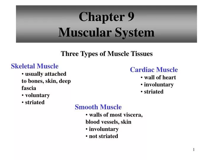 chapter 9 muscular system