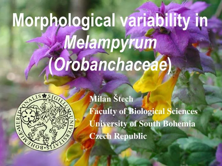 morphological variability in melampyrum orobanchaceae