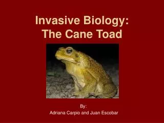 Invasive Biology: The Cane Toad