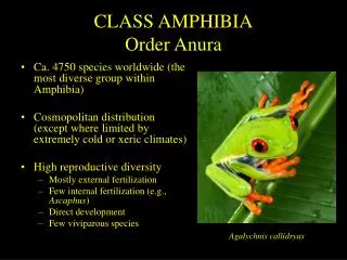 CLASS AMPHIBIA Order Anura