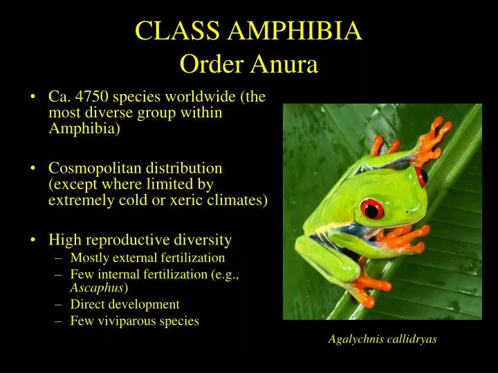 class amphibia order anura