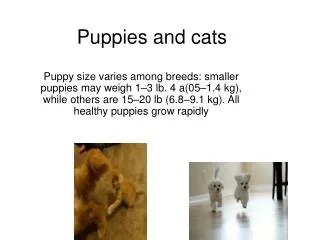 Puppies and cats
