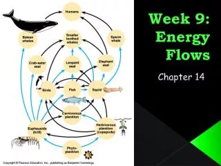 Week 9: Energy Flows