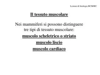 il tessuto muscolare