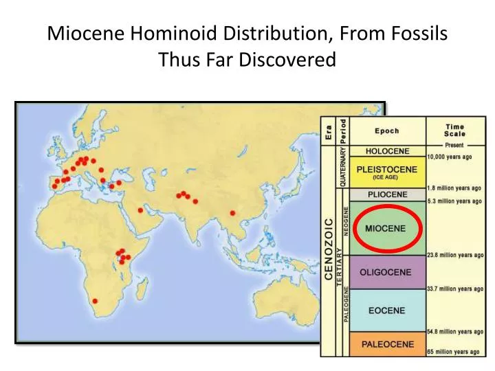 miocene hominoid distribution from fossils thus far discovered