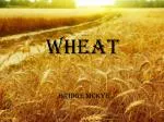 Wheat - slide 1