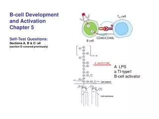 B-cell Development and Activation Chapter 5