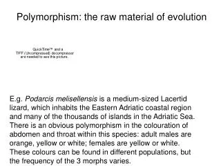 Polymorphism: the raw material of evolution