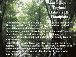 Southern New England Habitats III: Floodplain