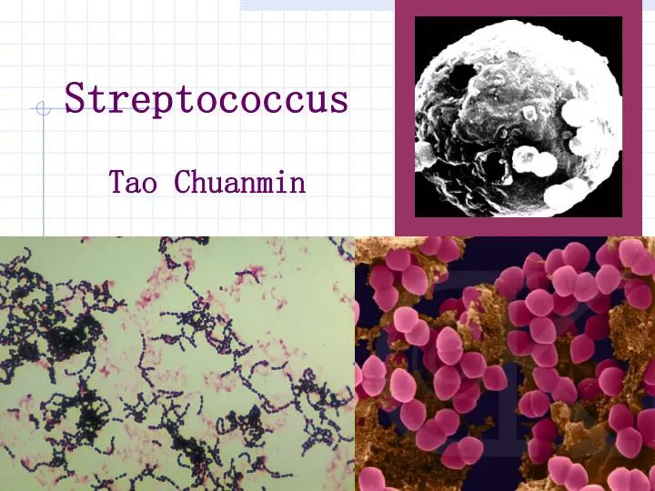 streptococcus tao chuanmin