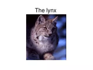 The lynx