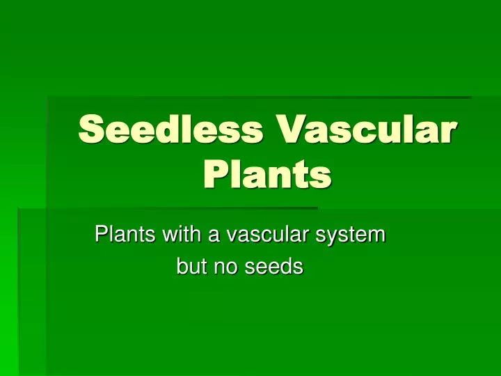 seedless vascular plants