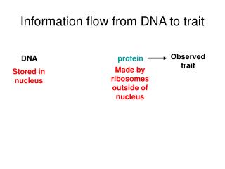 Information flow from DNA to trait