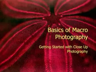 Basics of Macro Photography