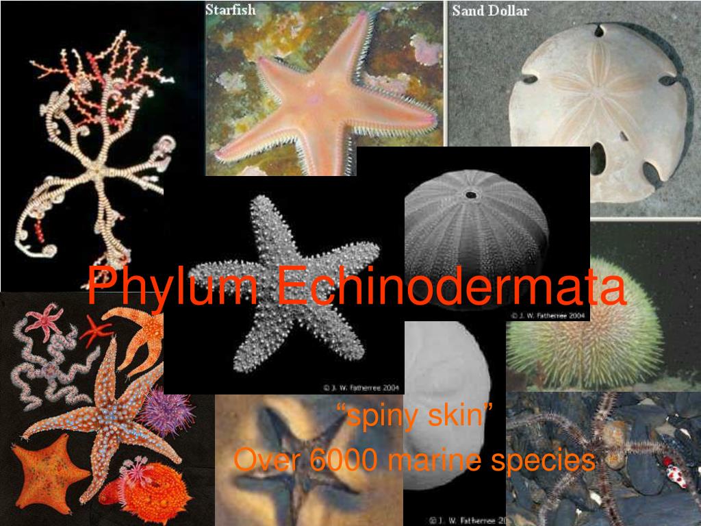 PPT - Phylum Echinodermata PowerPoint Presentation, free download - ID ...