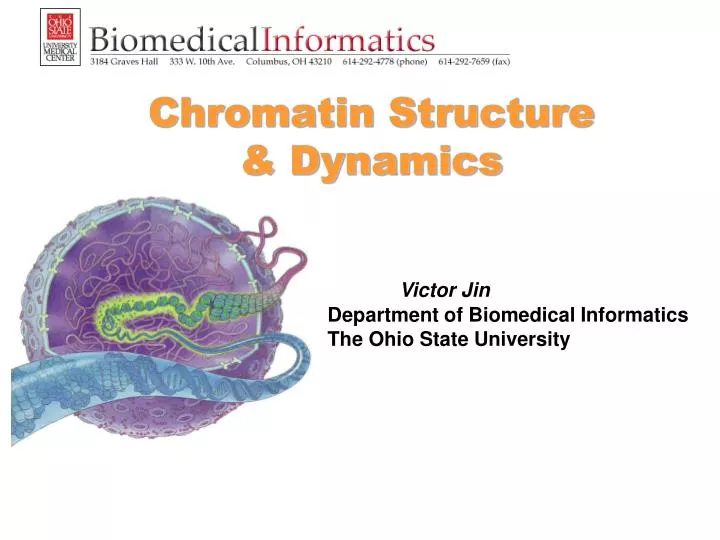 chromatin structure dynamics