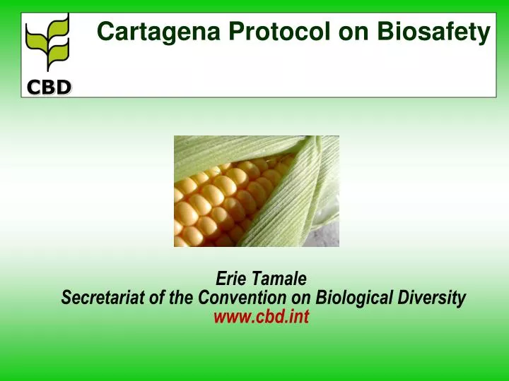 erie tamale secretariat of the convention on biological diversity www cbd int