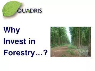 Why Invest in Forestry…?